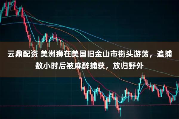 云鼎配资 美洲狮在美国旧金山市街头游荡，追捕数小时后被麻醉捕获，放归野外